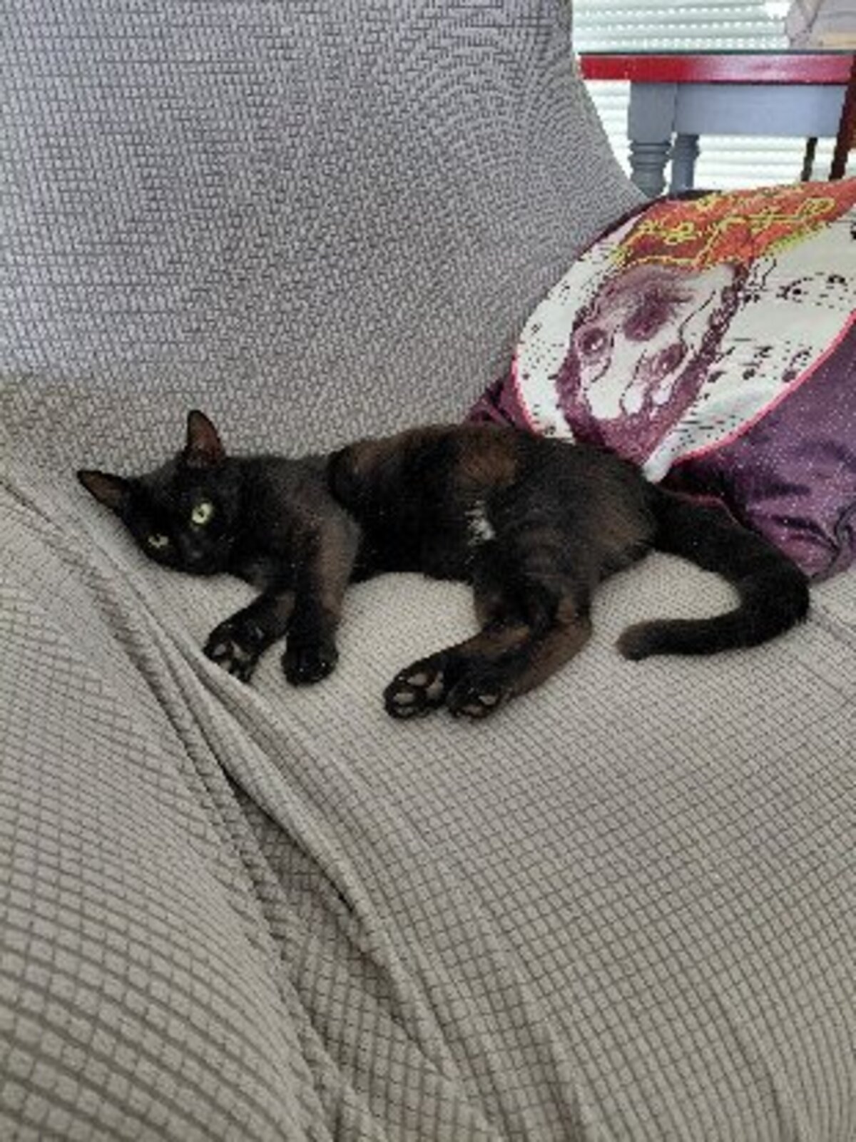 Adoption Altrie