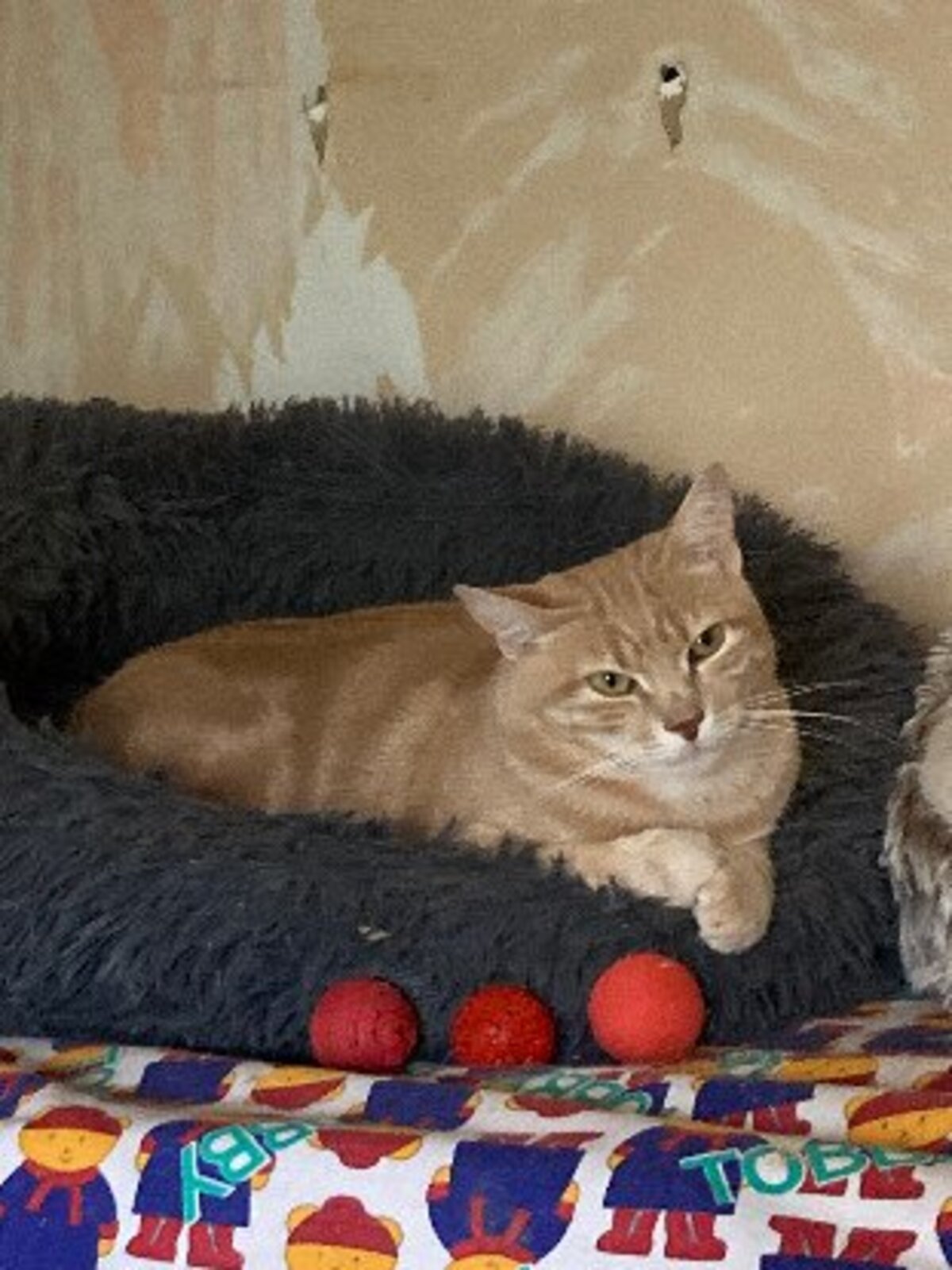 Adoption Alvin