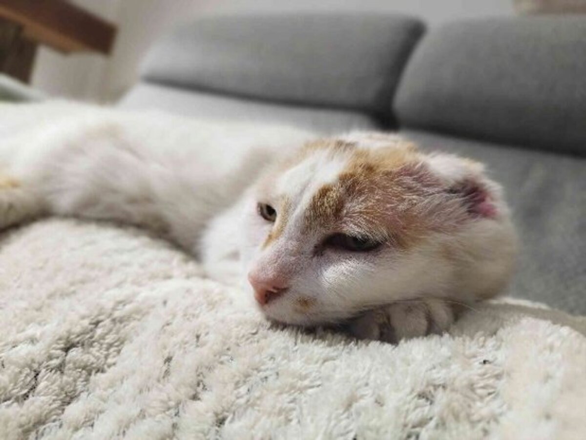 Adoption Amaya