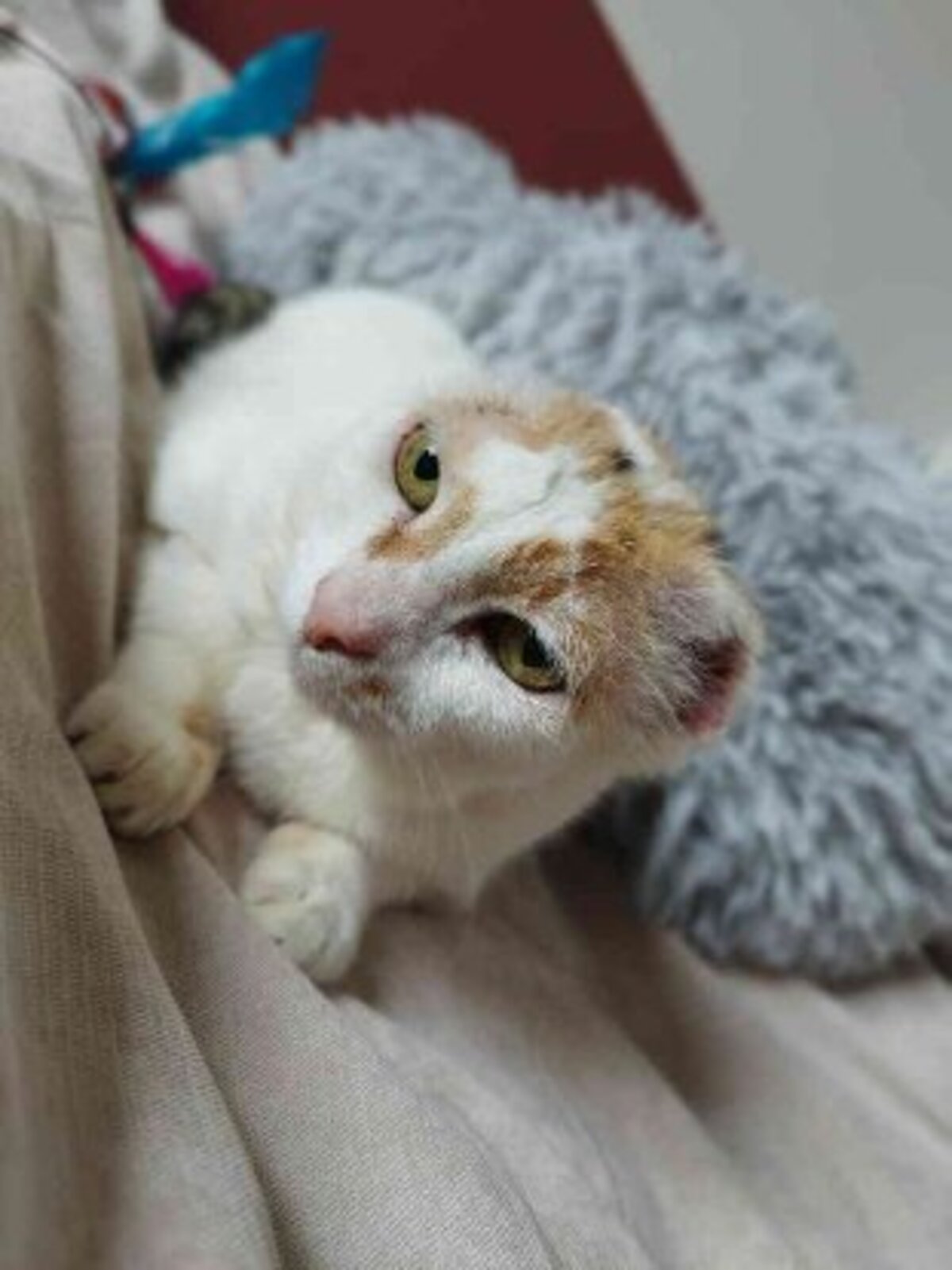 Adoption Amaya