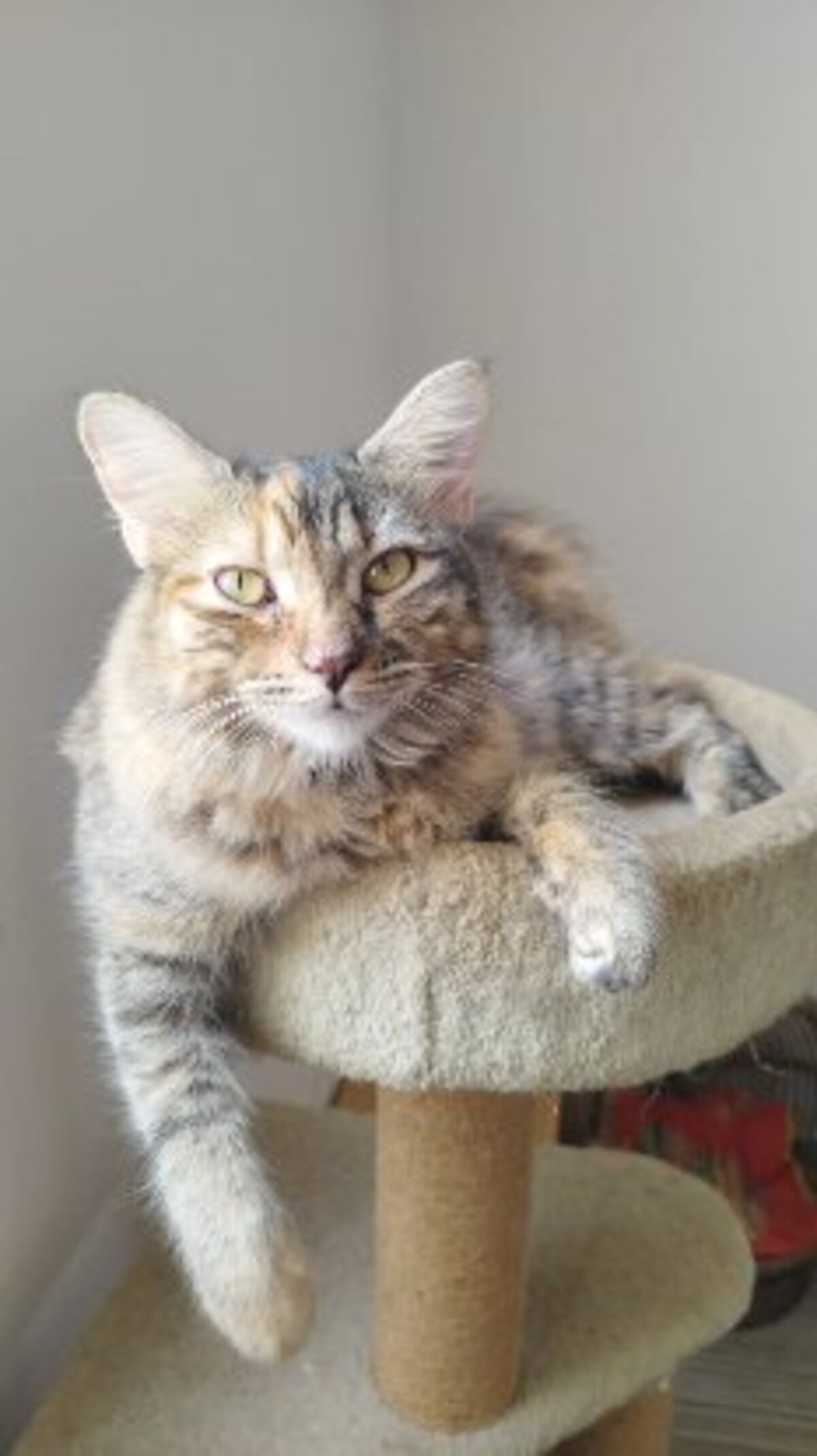 Adoption Ambre