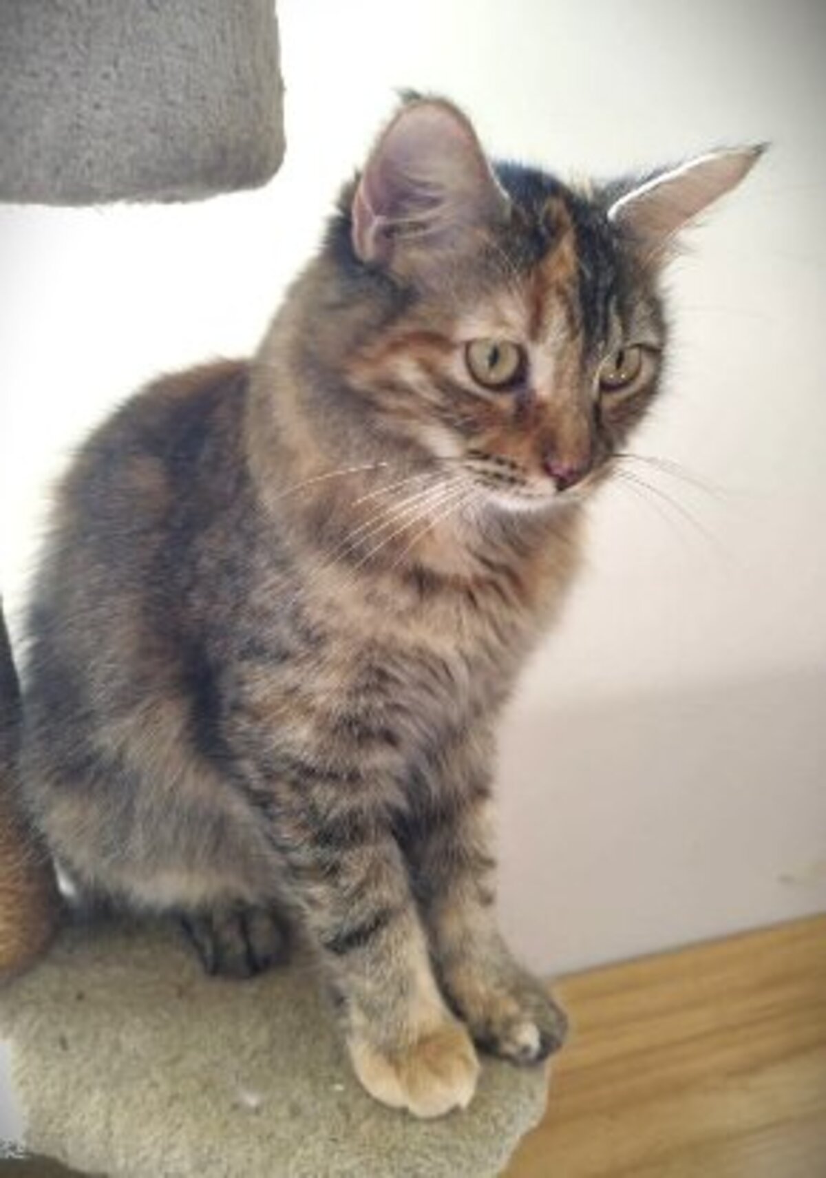 Adoption Ambre