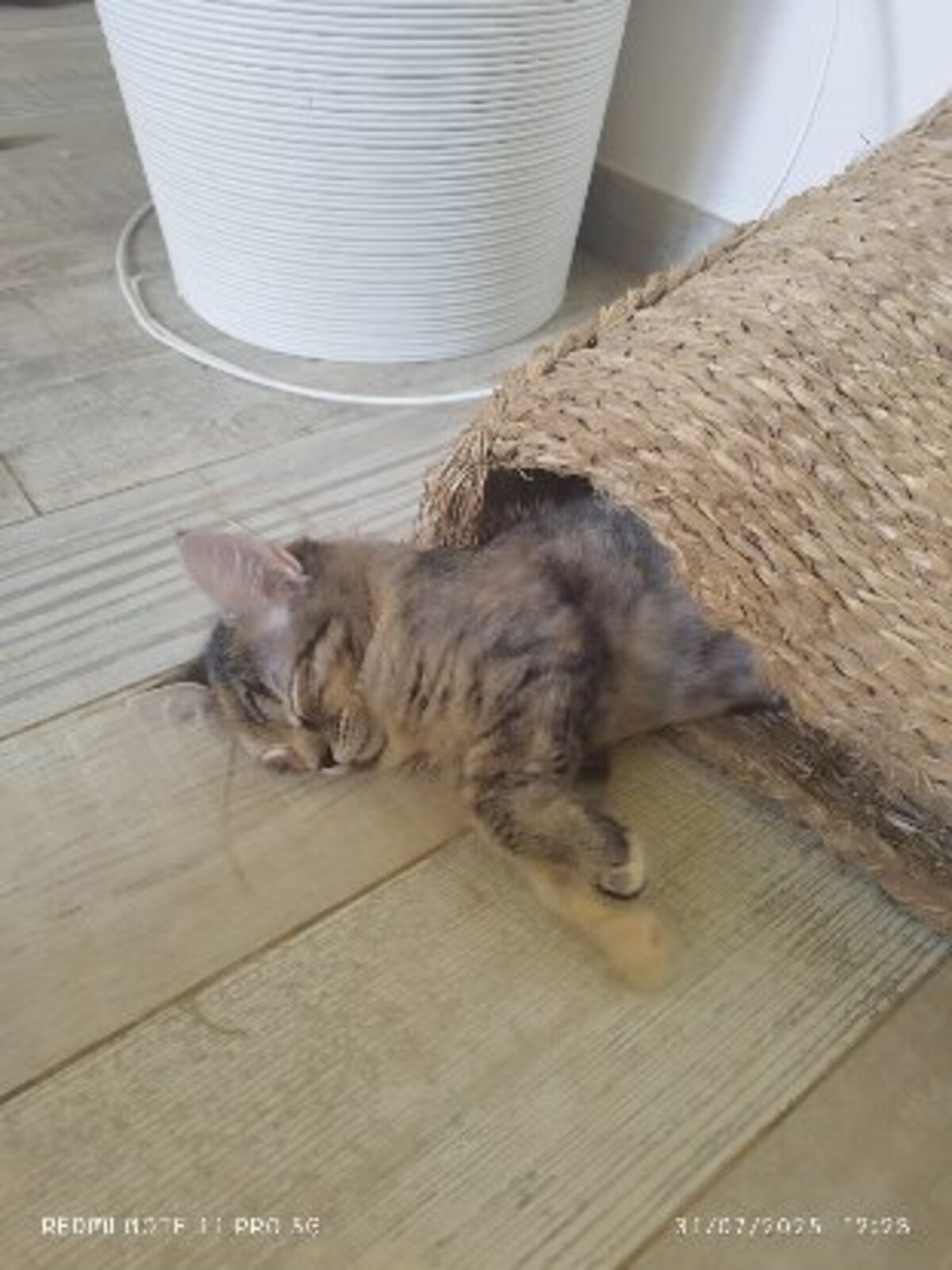Adoption Ambre