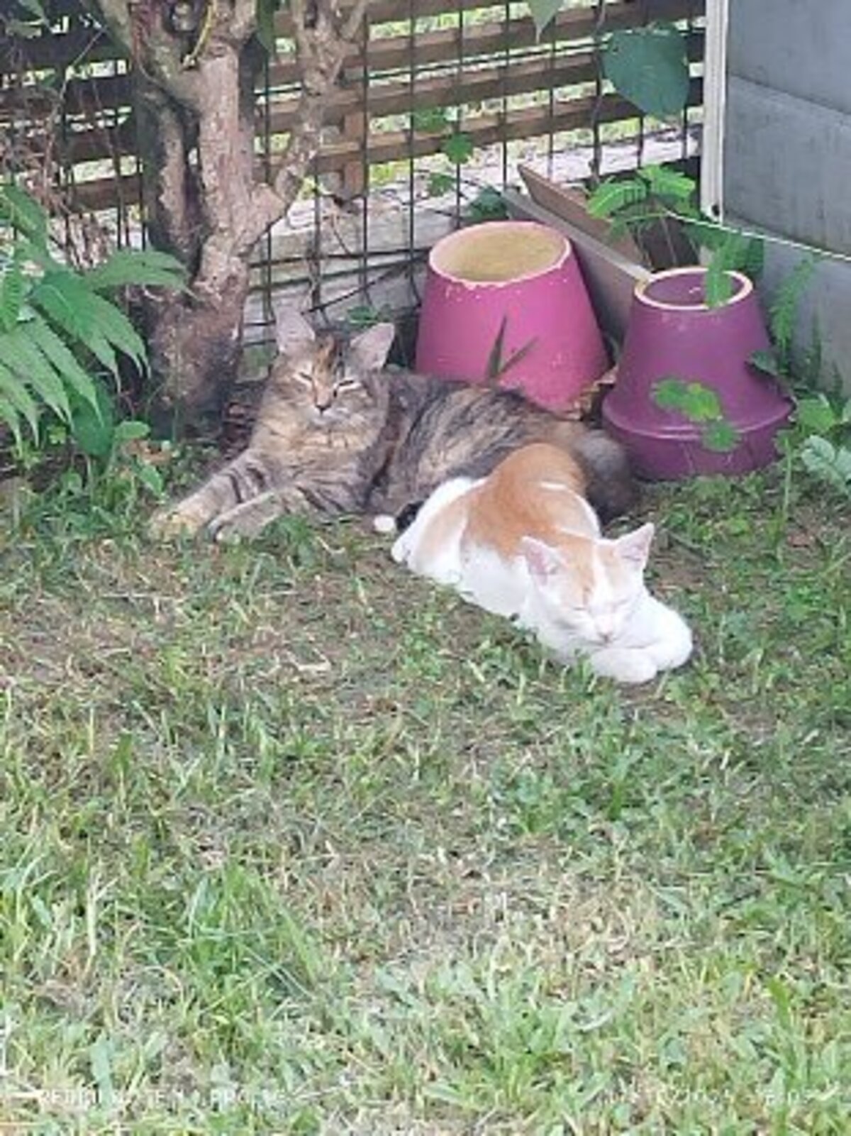 Adoption Ambre