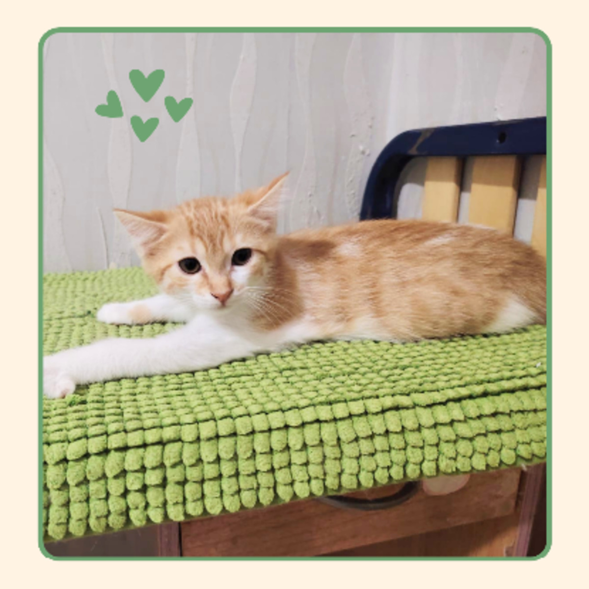 Adoption Ambre