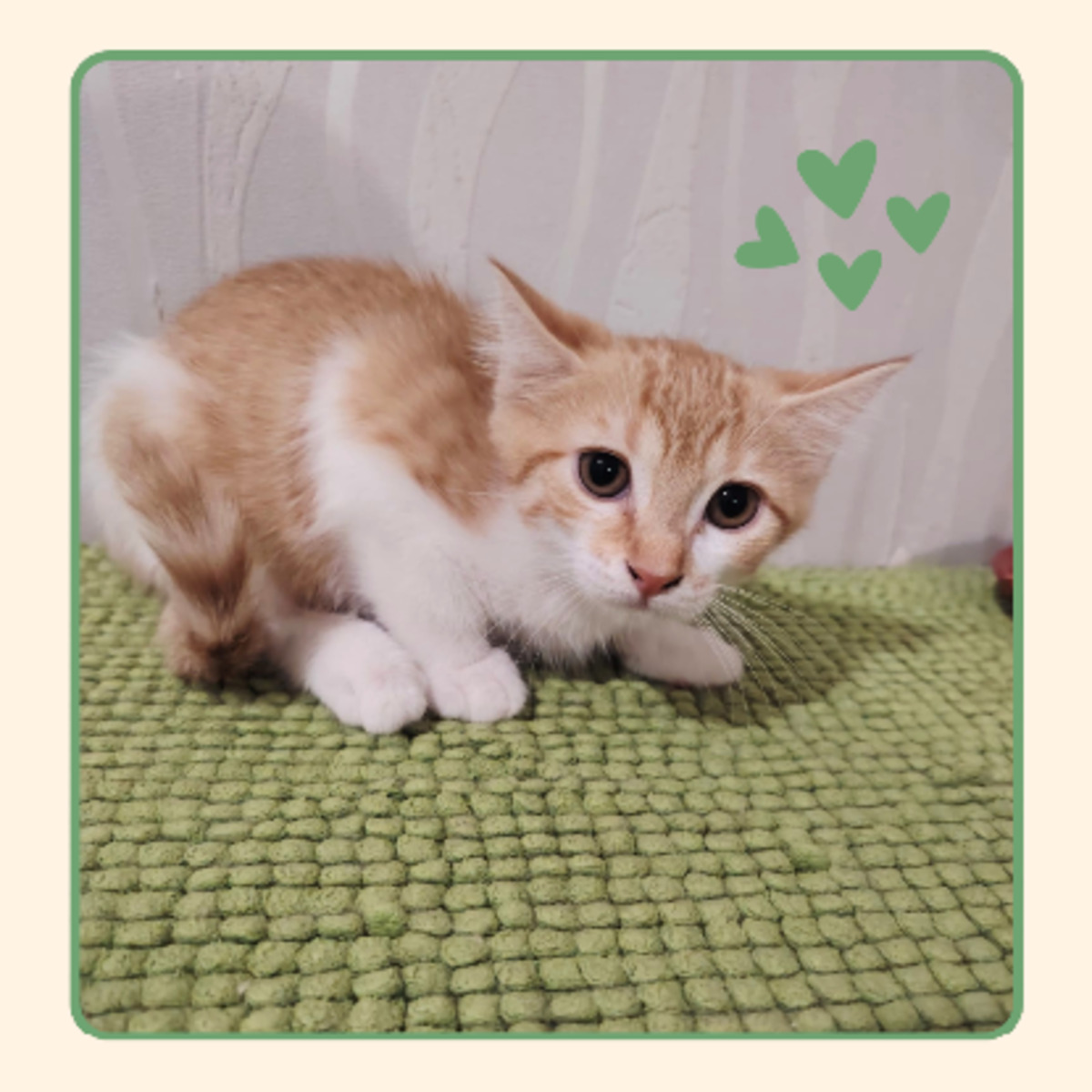 Adoption Ambre
