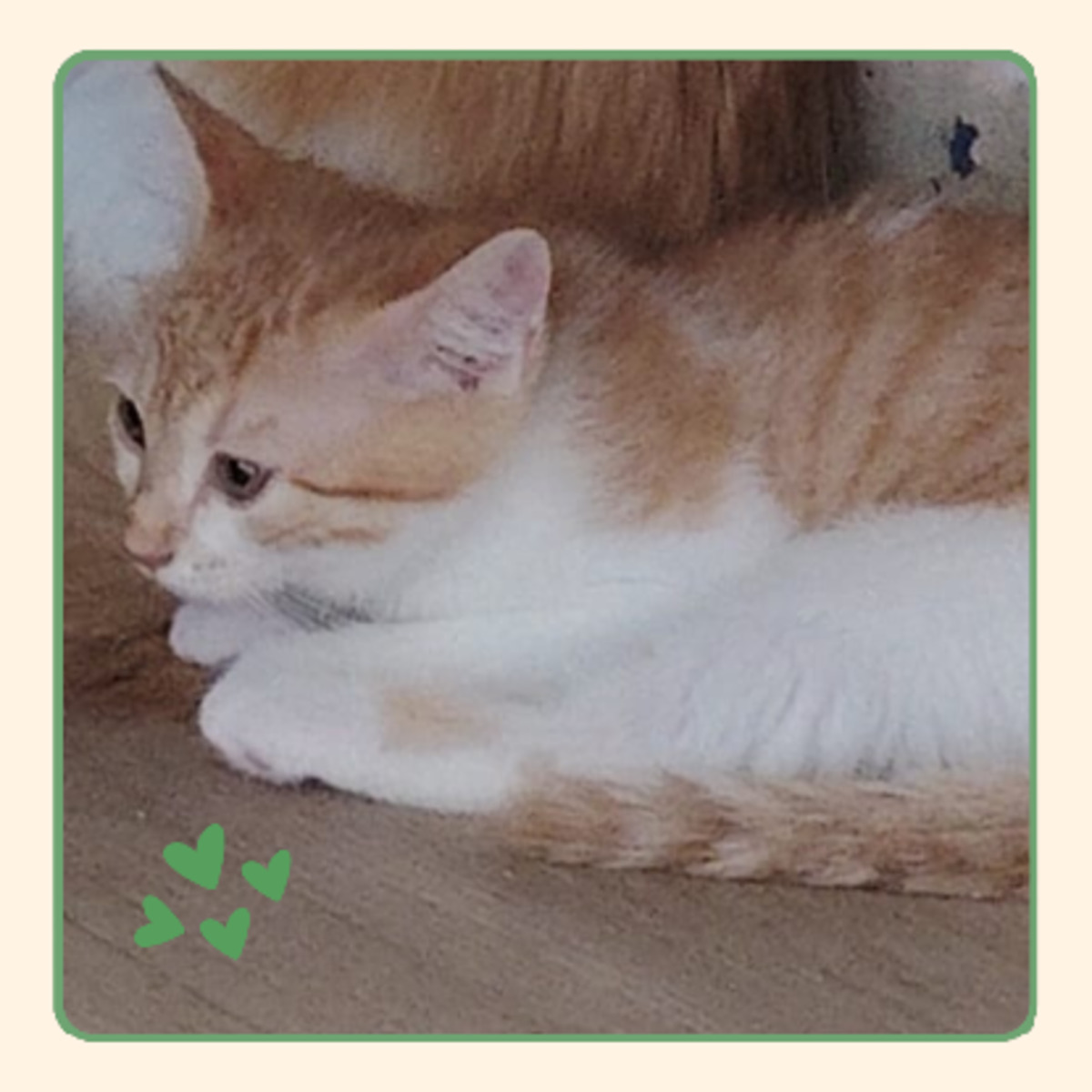 Adoption Ambre
