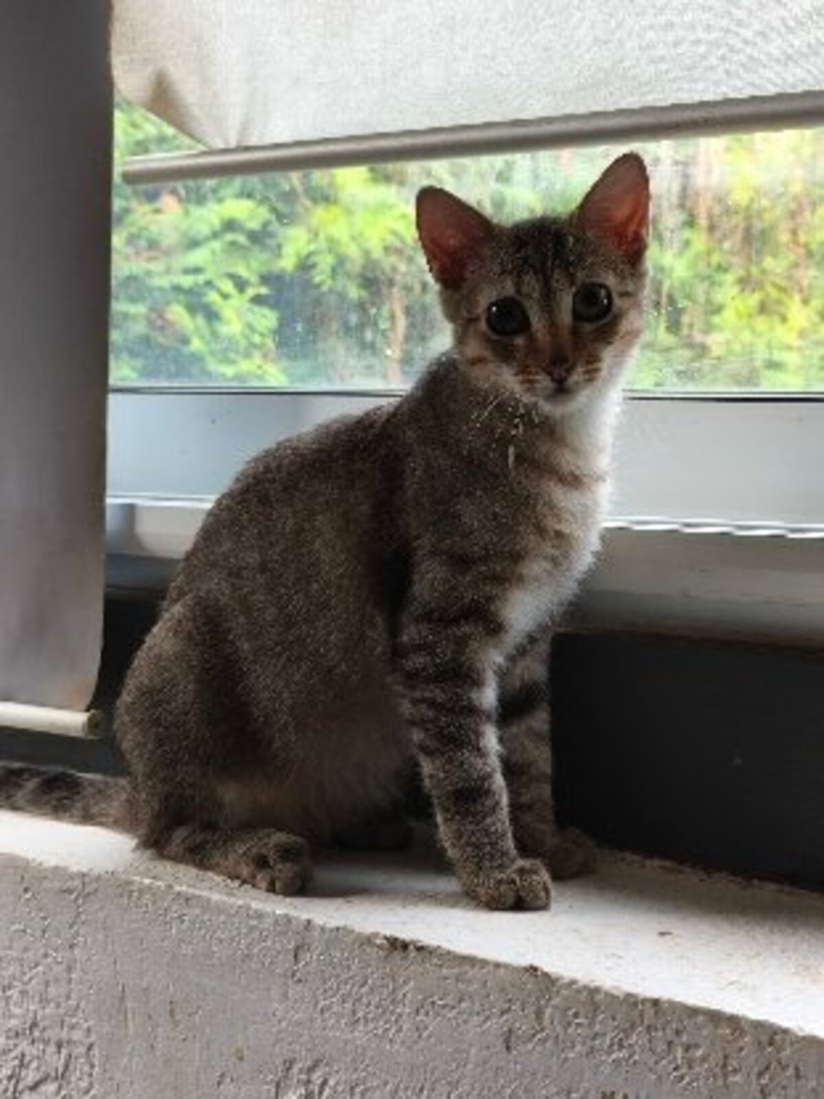 Adoption André