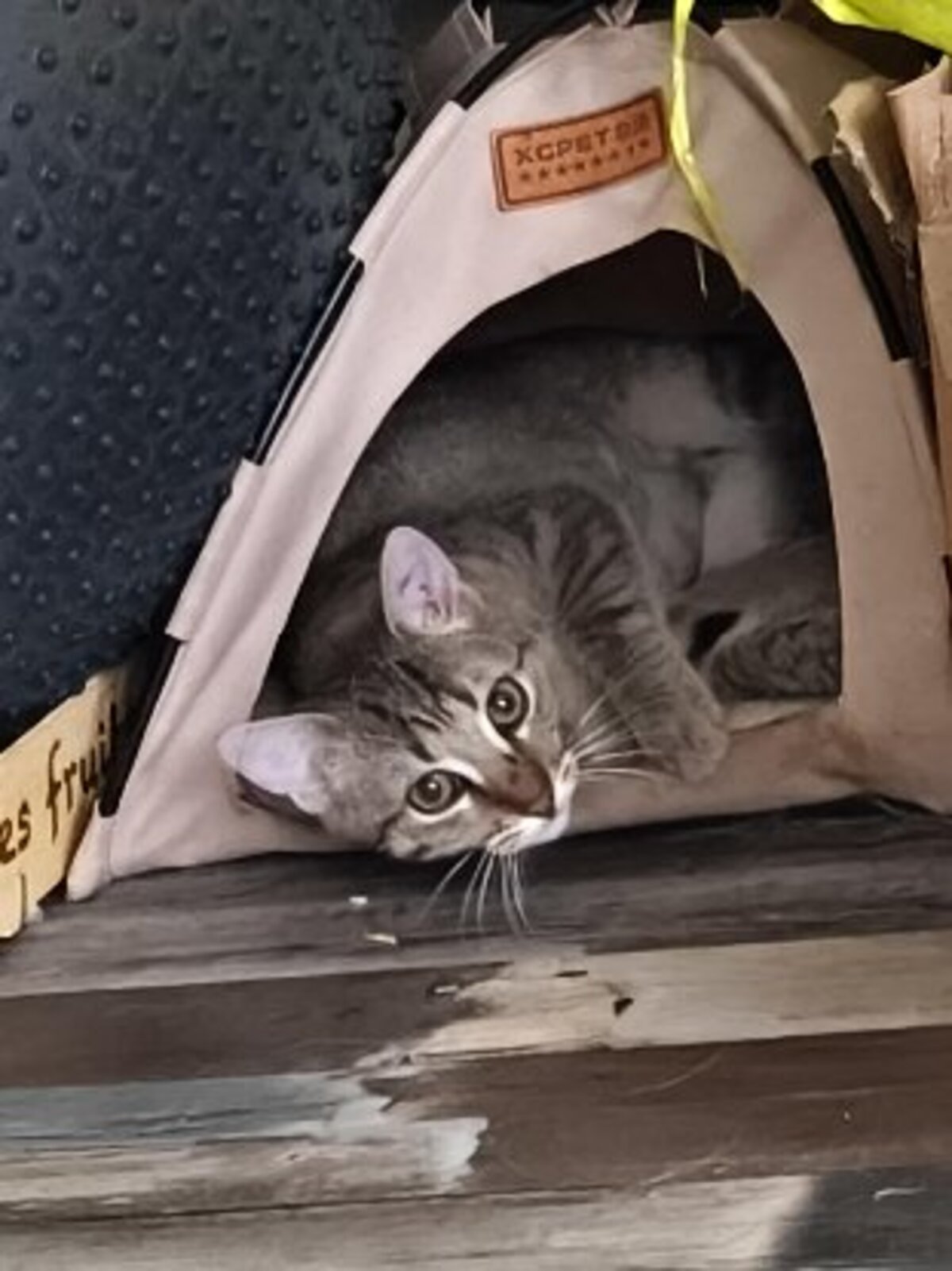 Adoption André