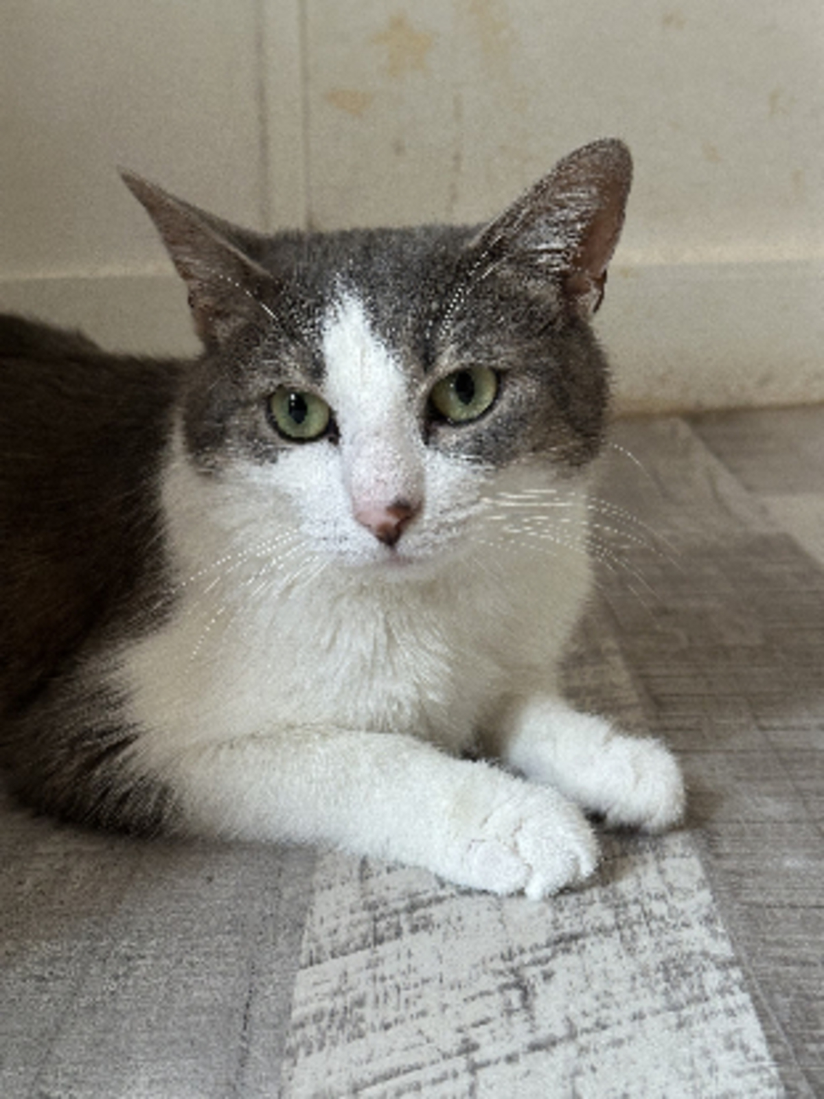 Adoption Angel