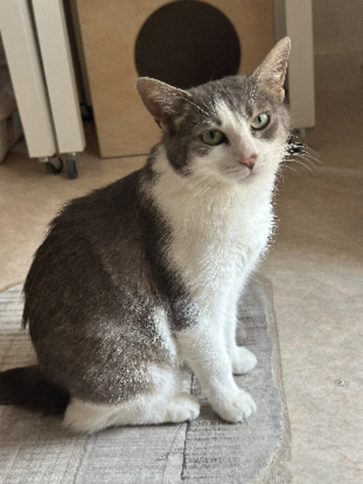 Adoption Angel