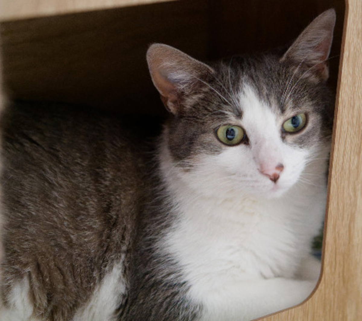 Adoption Angel