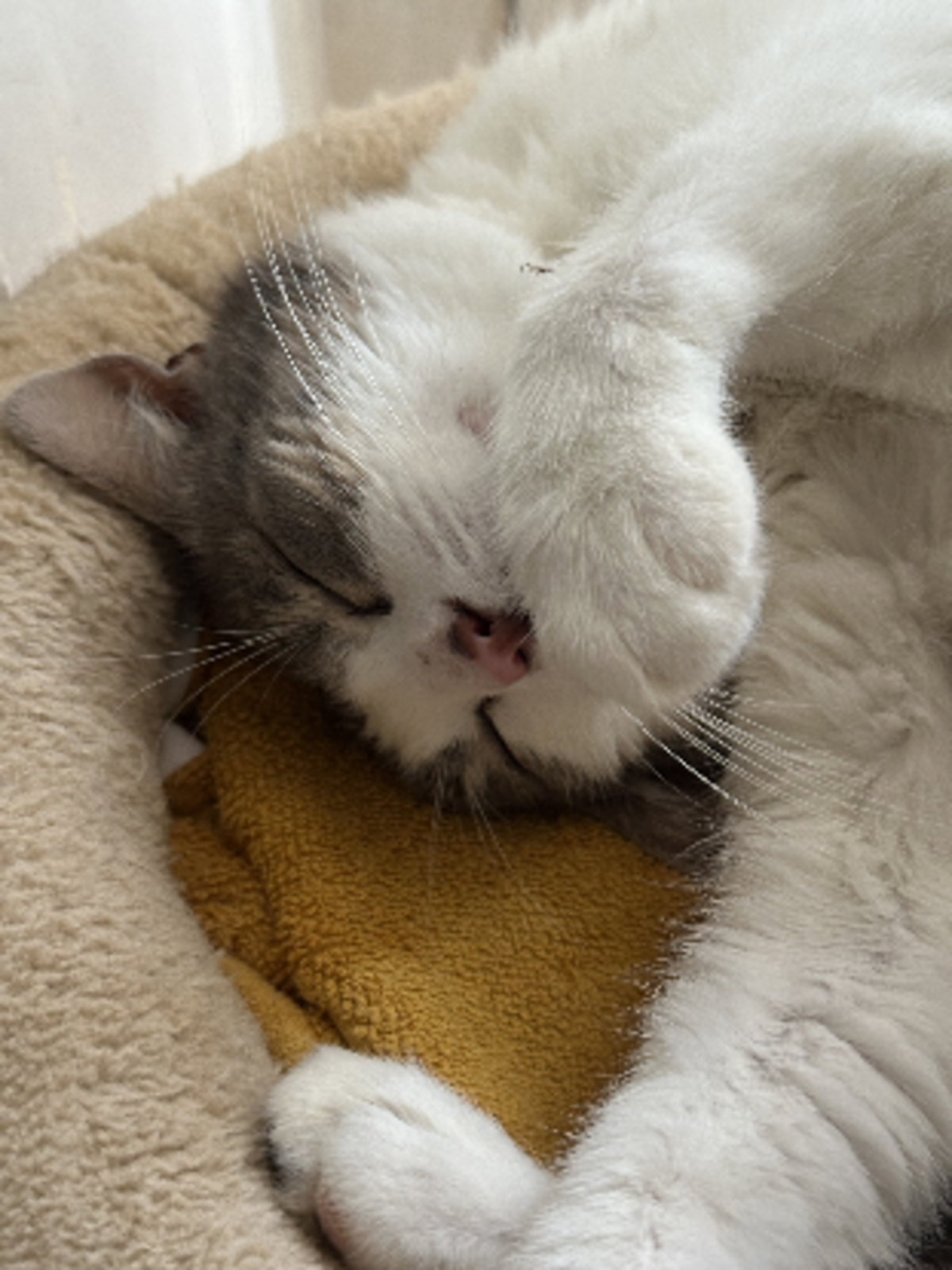 Adoption Angel