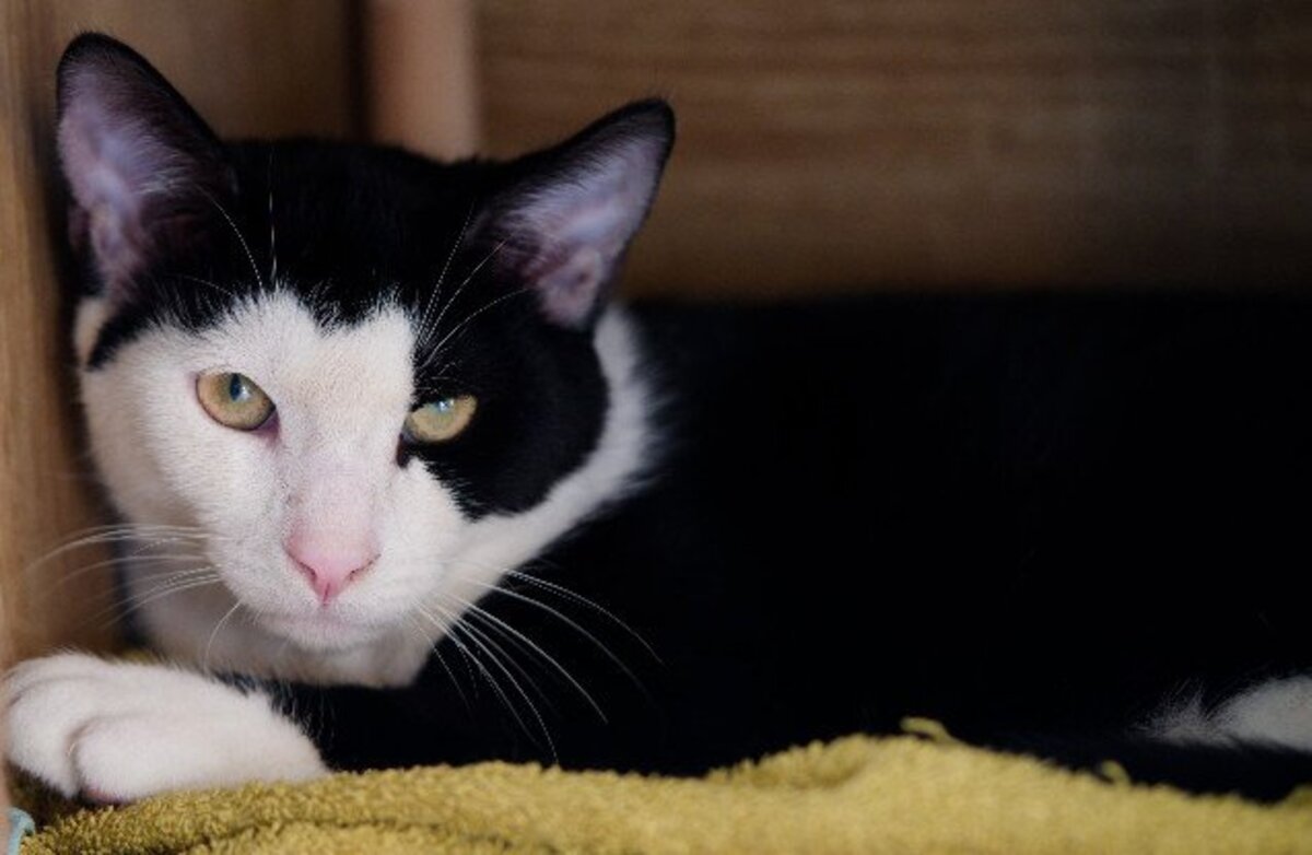 Adoption Angelo