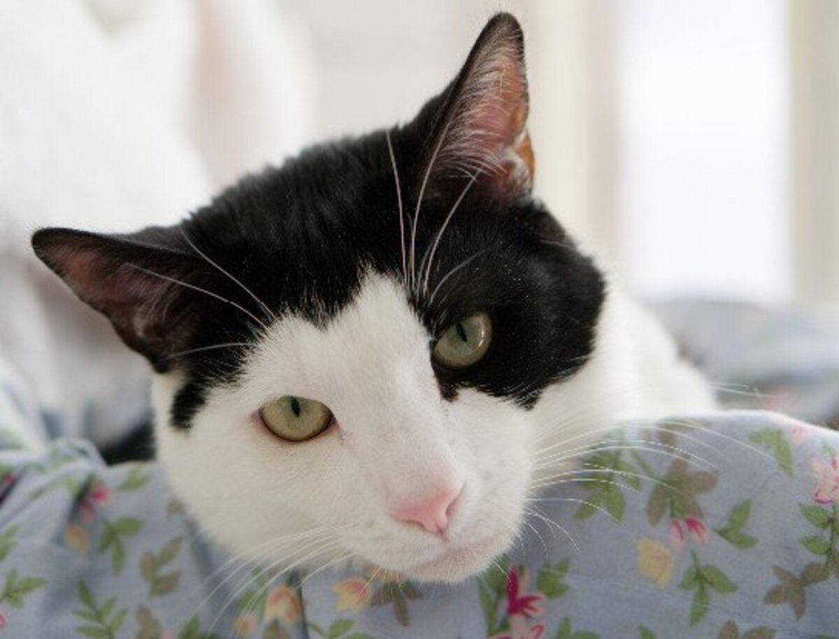 Adoption Angelo