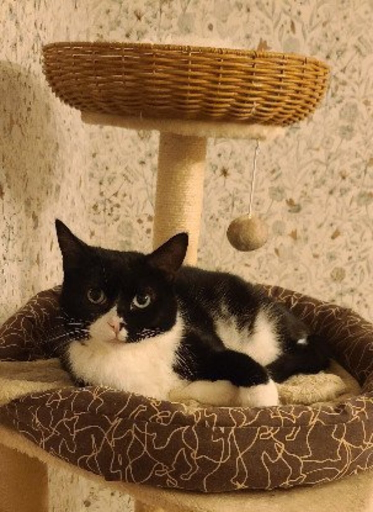 Adoption Angelo