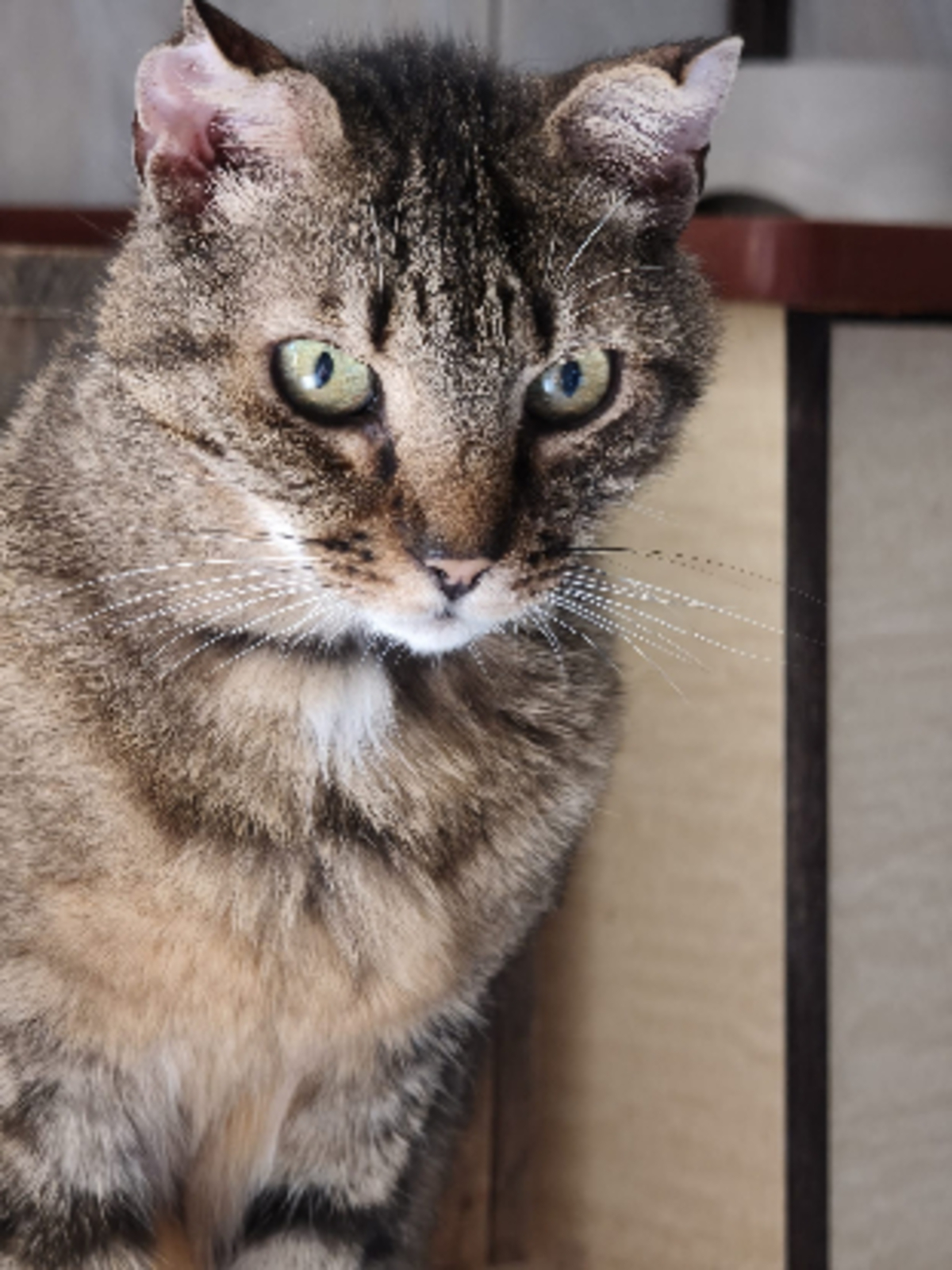 Adoption Angelo