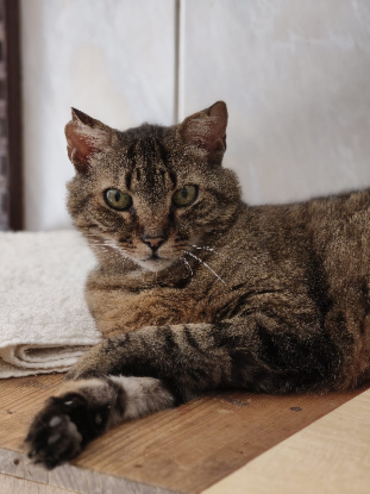 Adoption Angelo