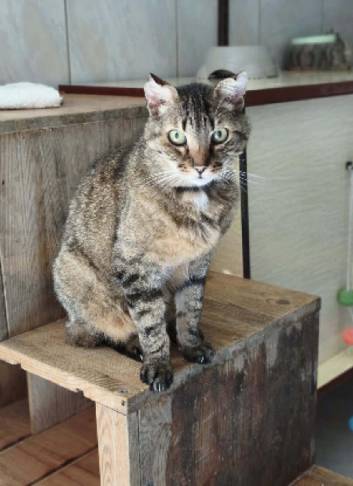 Adoption Angelo