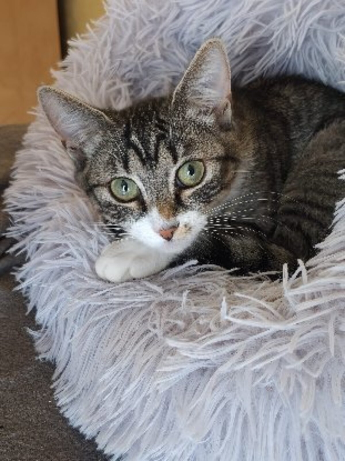 Adoption Annie et albus