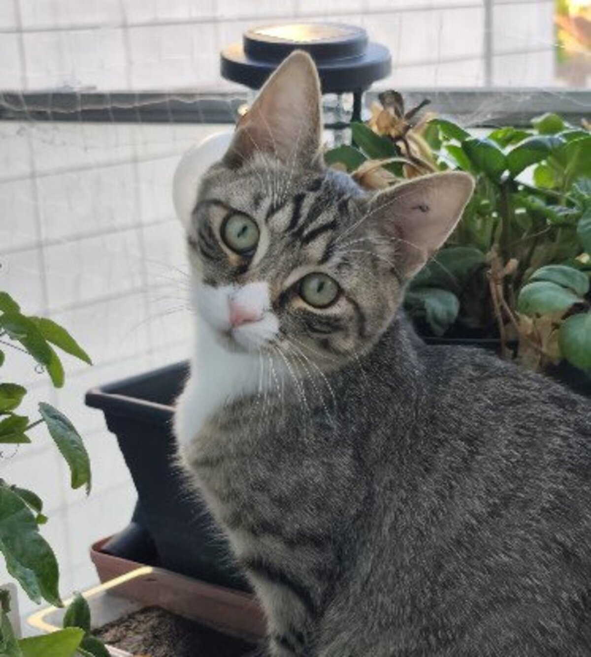 Adoption Annie et albus