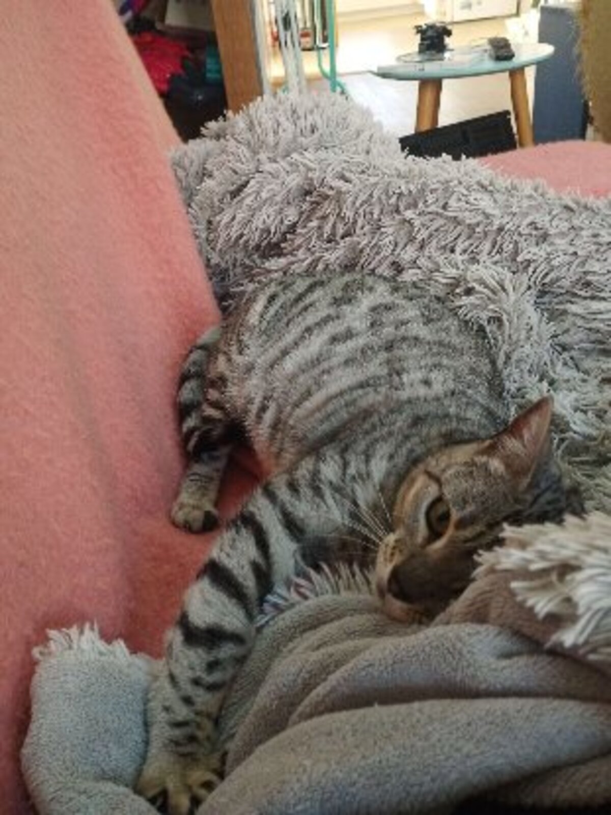 Adoption Anya