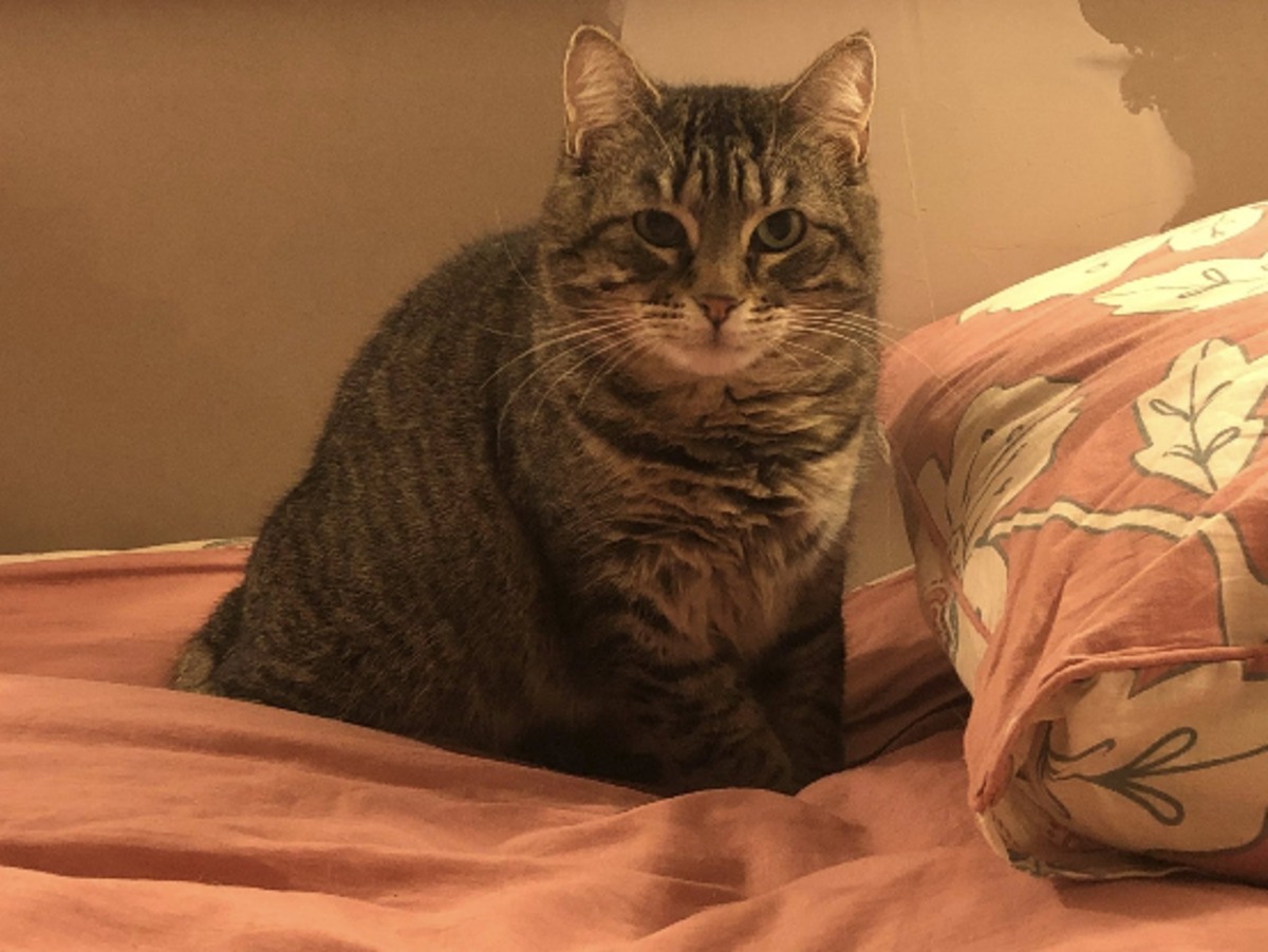 Adoption Apa