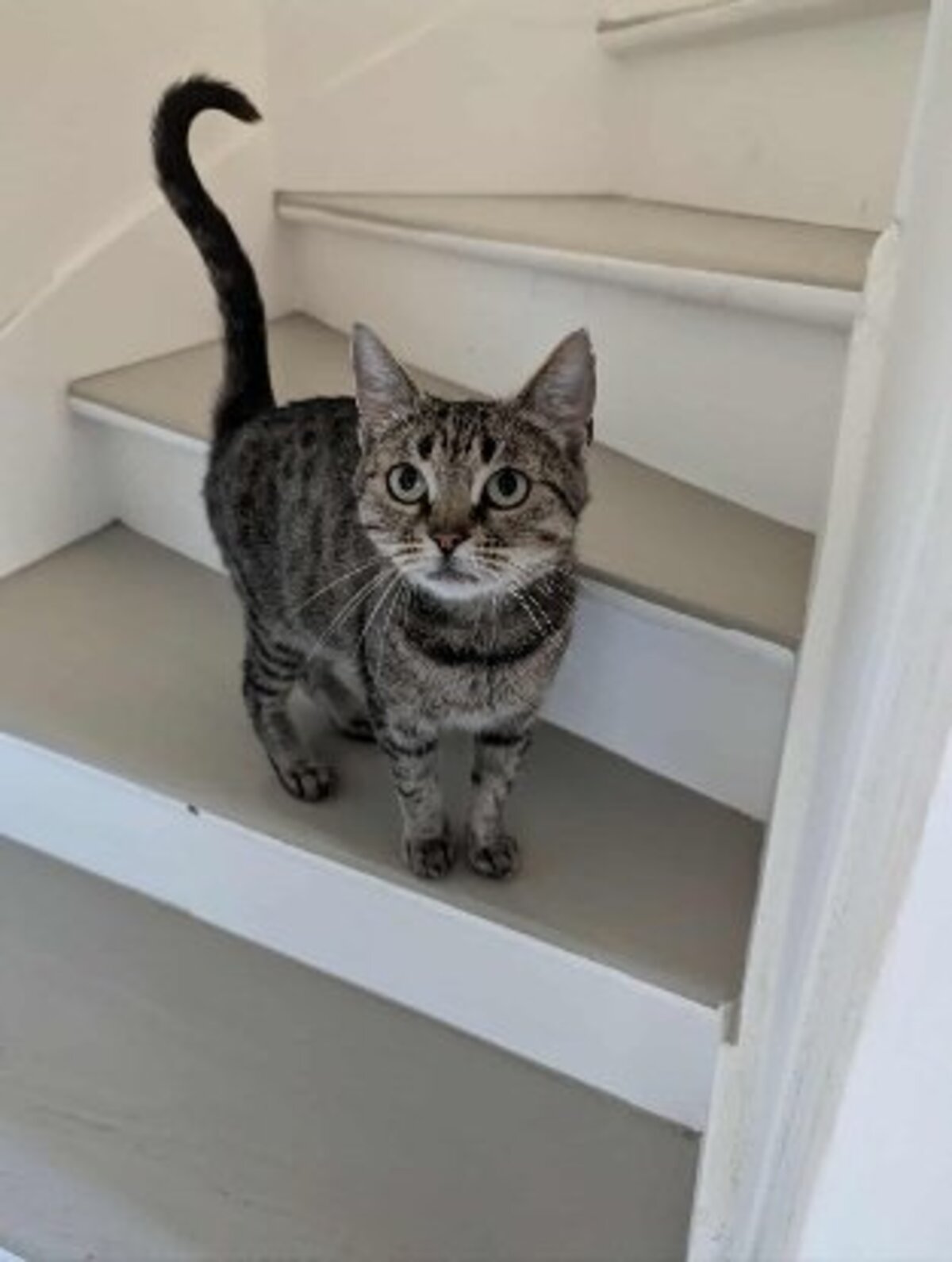 Adoption Aphrodite
