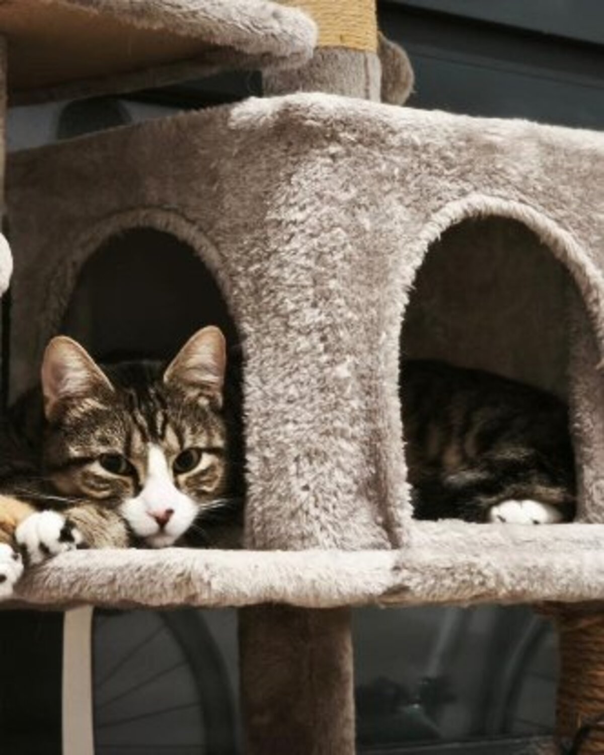 Adoption Apollon