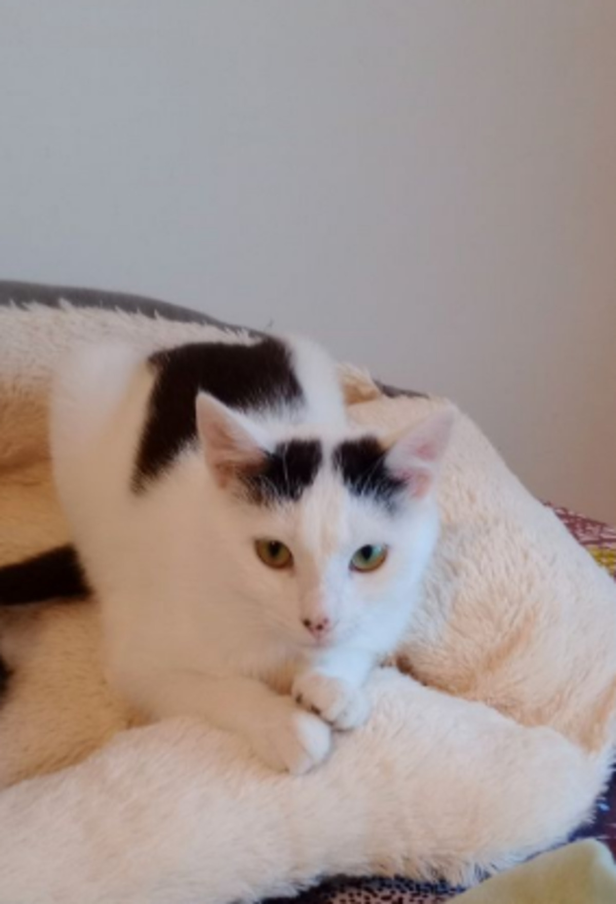 Adoption Apple