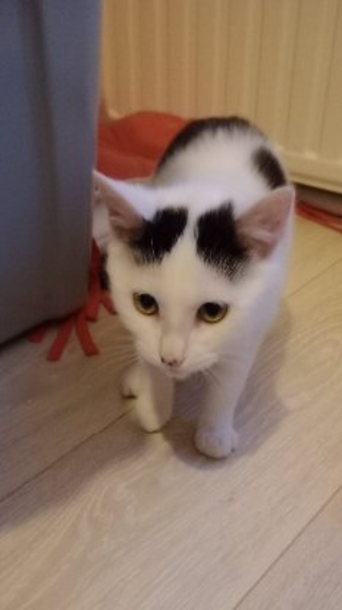Adoption Apple