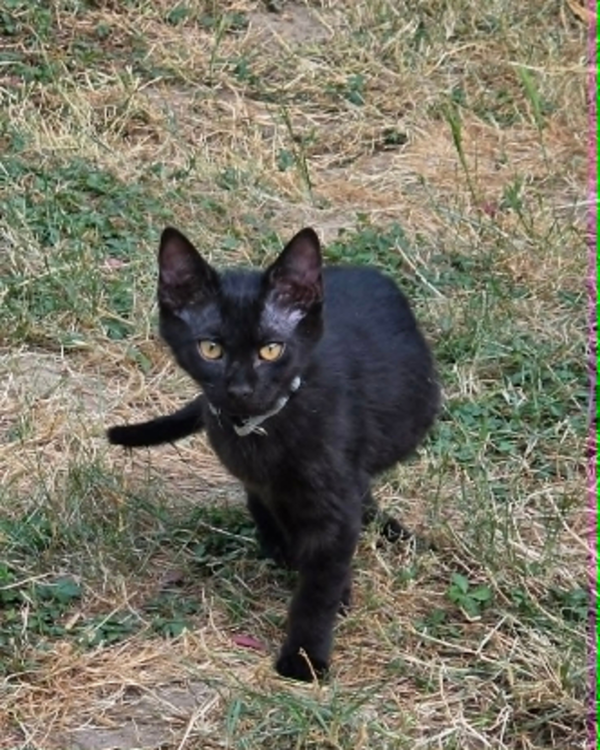 Adoption Archie