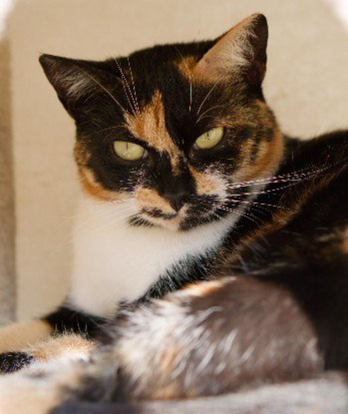 Adoption Arizona