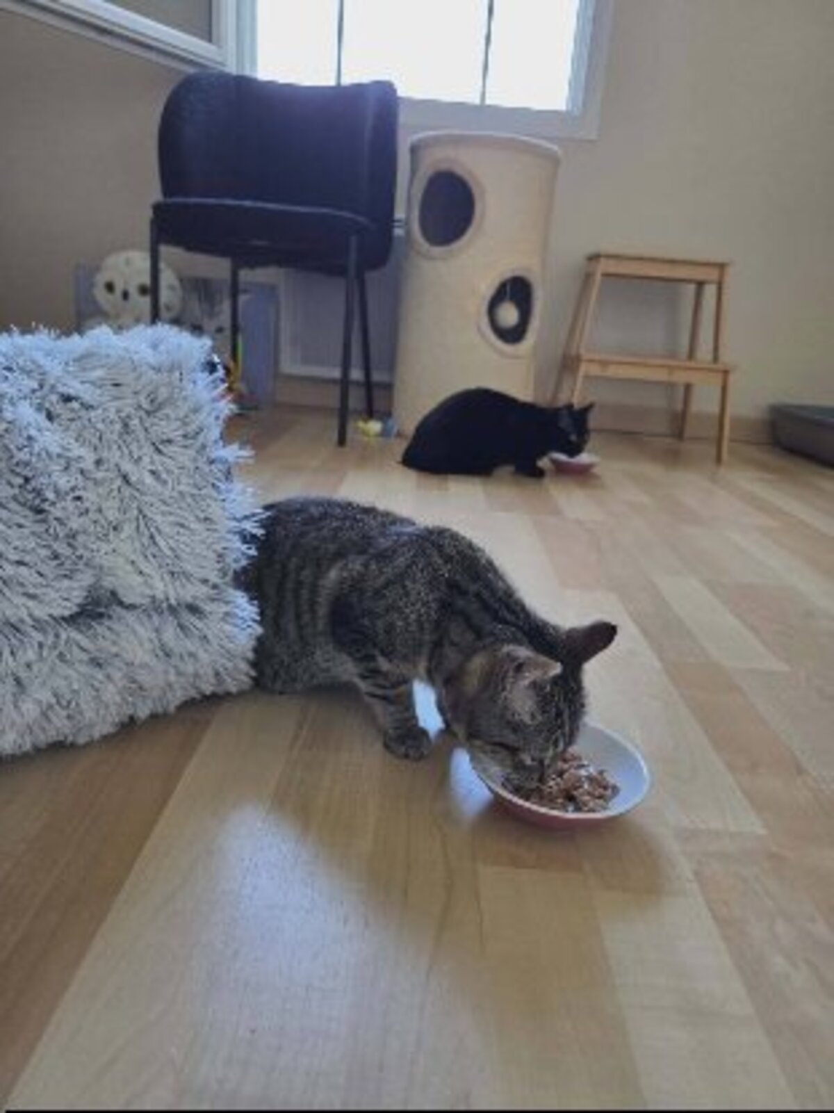 Adoption Arlo et ariel