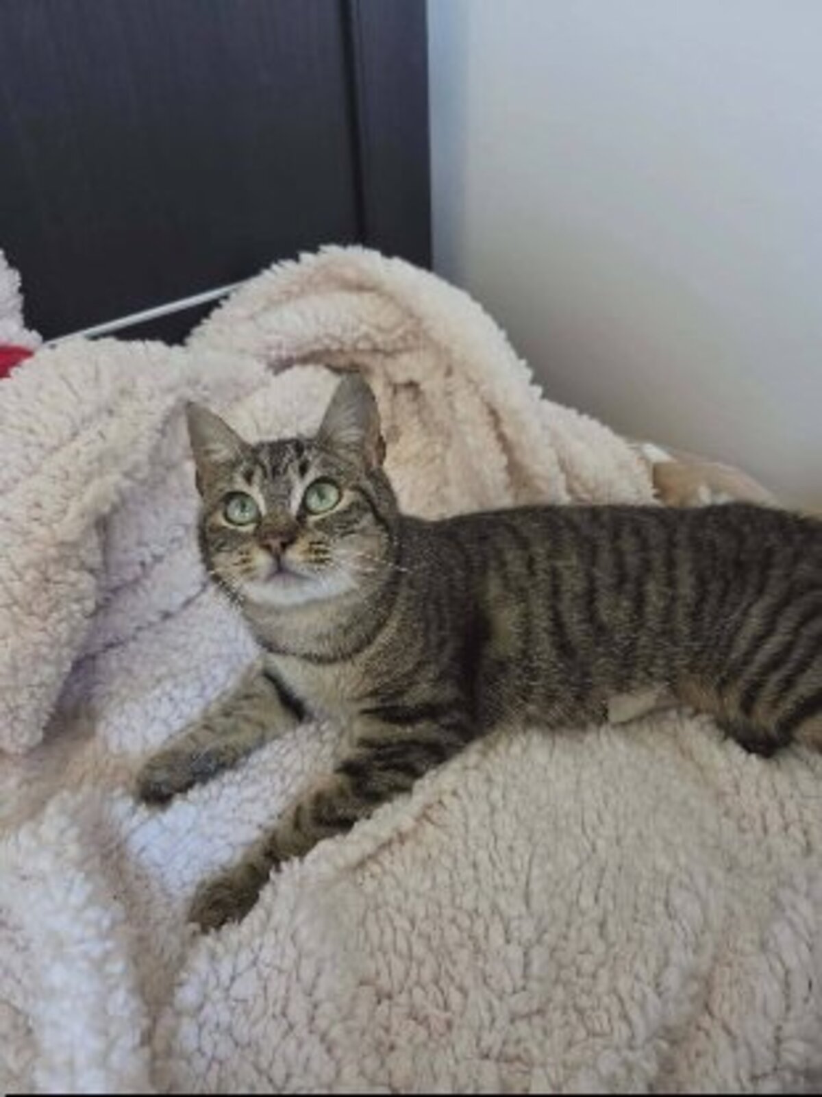 Adoption Arlo et ariel