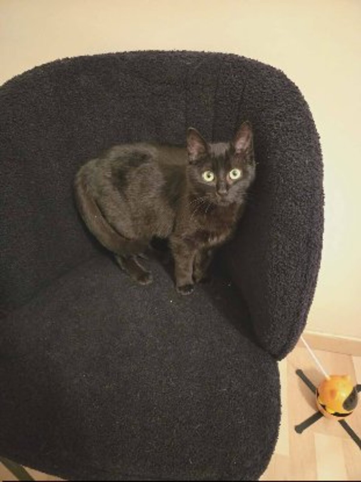 Adoption Arlo et ariel
