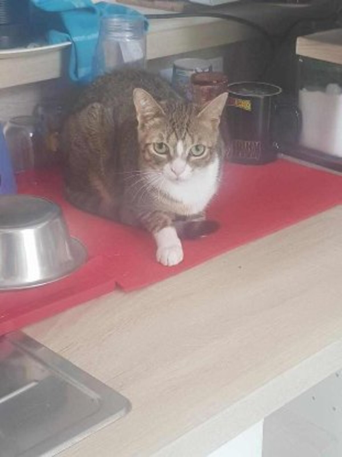 Adoption Armine