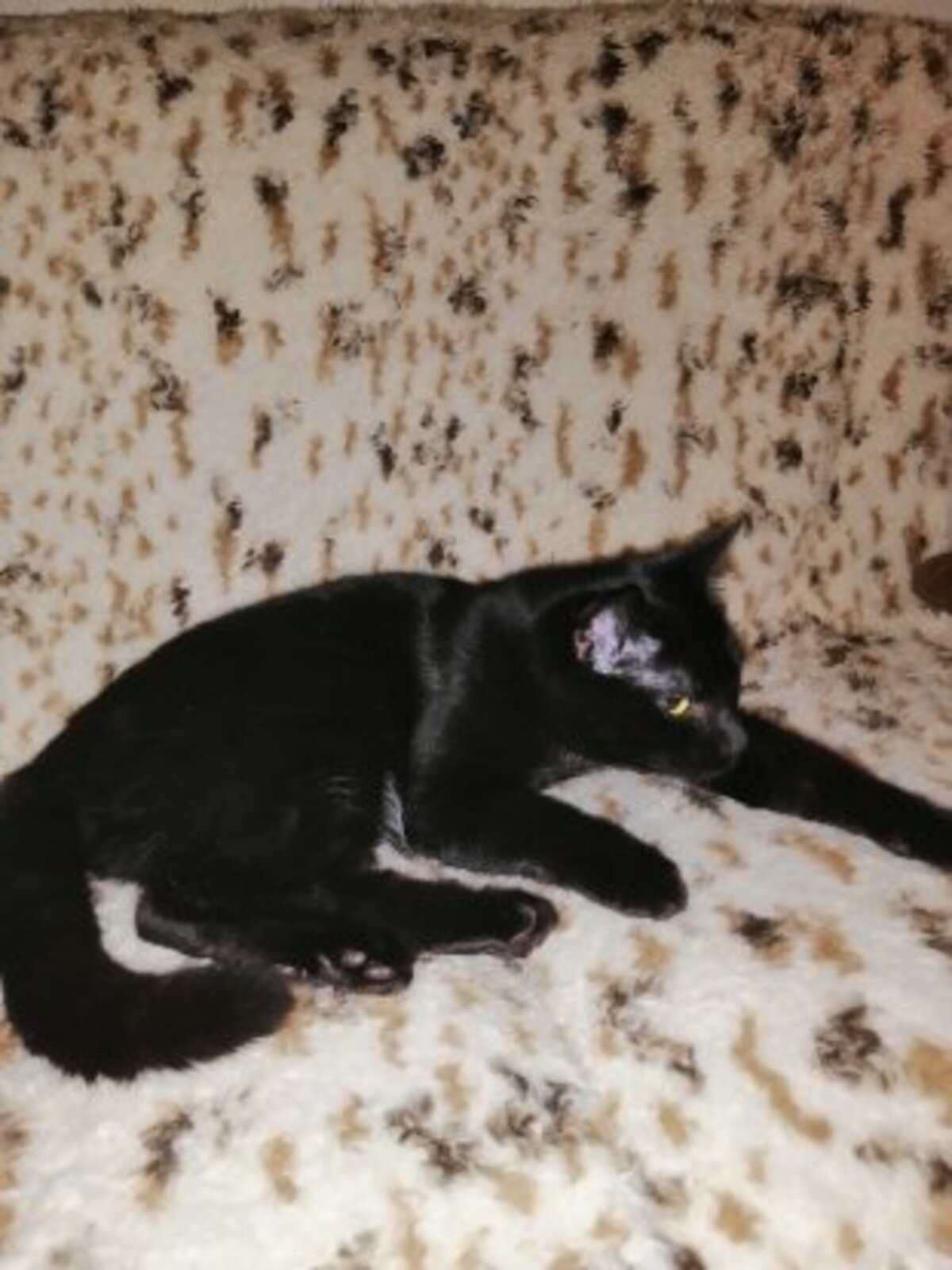 Adoption Arnold
