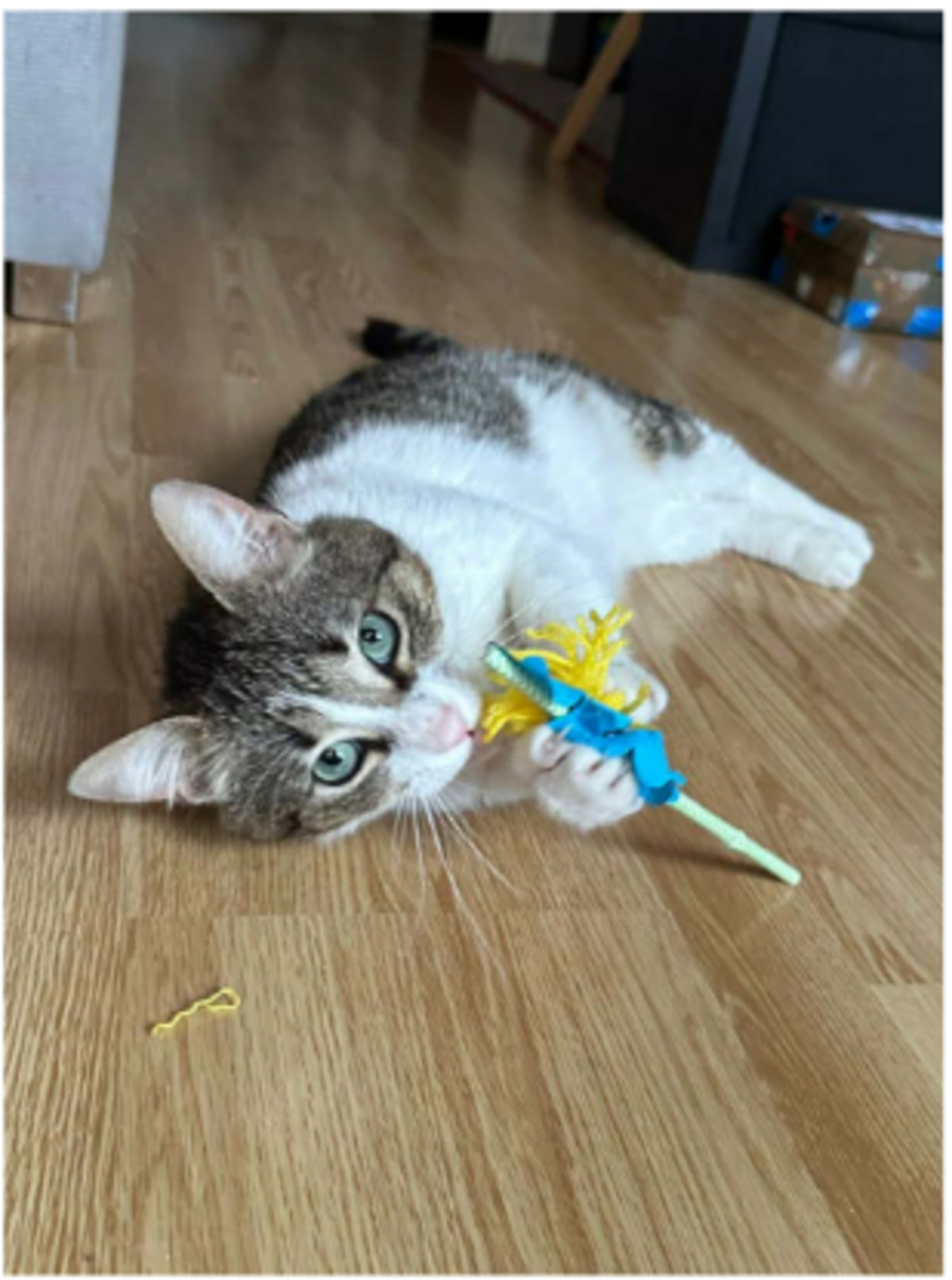 Adoption Arold