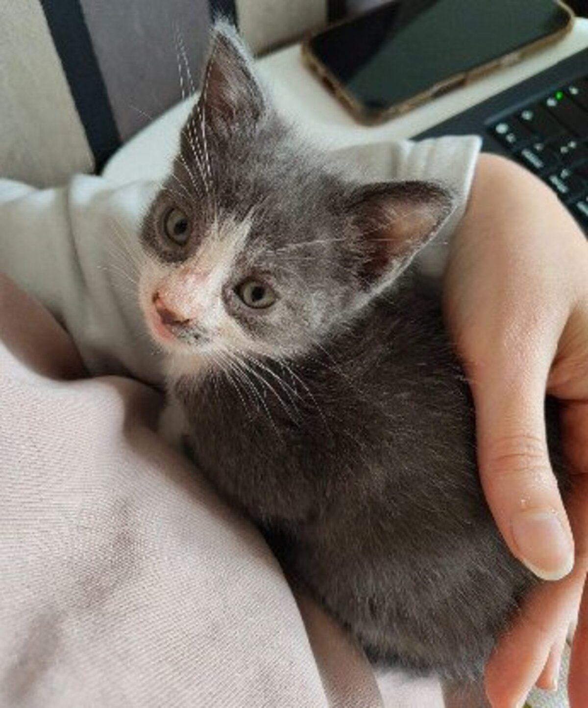 Adoption Arriety petite de iska