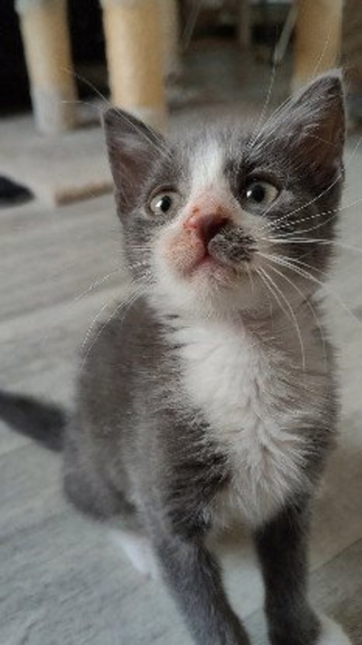 Adoption Arriety petite de iska