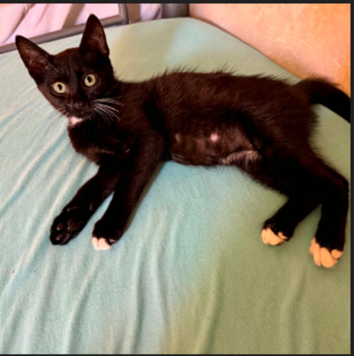 Adoption Arrow