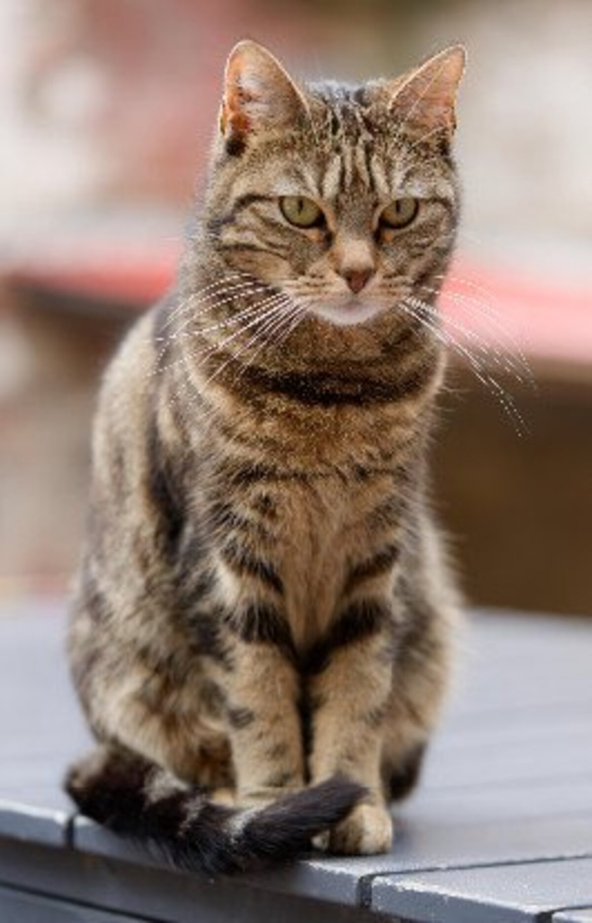 Adoption Arya