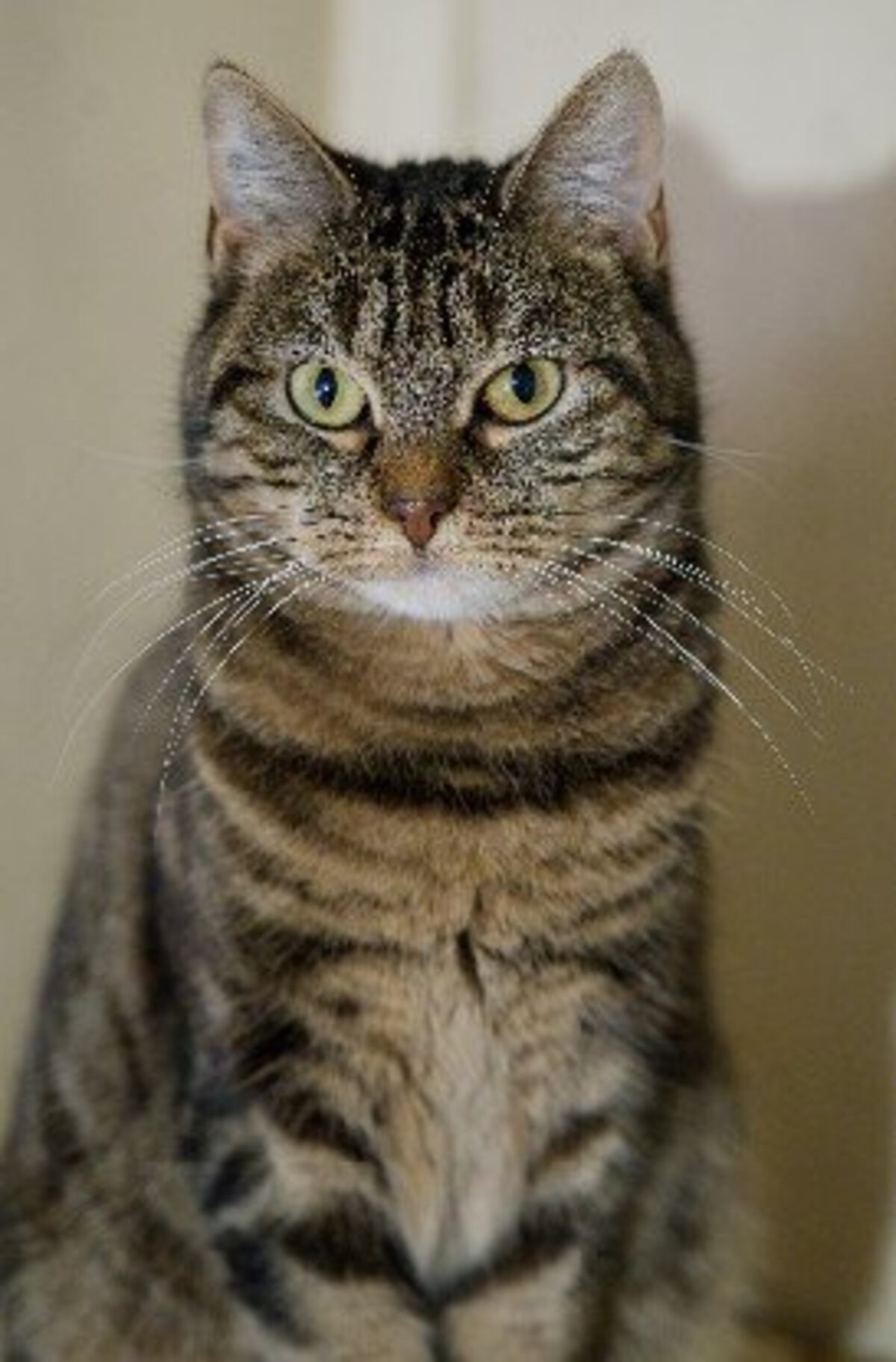 Adoption Arya