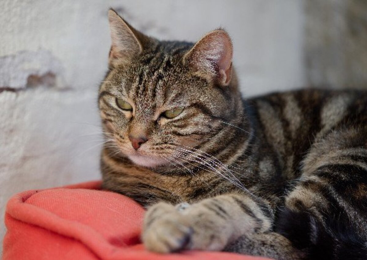 Adoption Arya