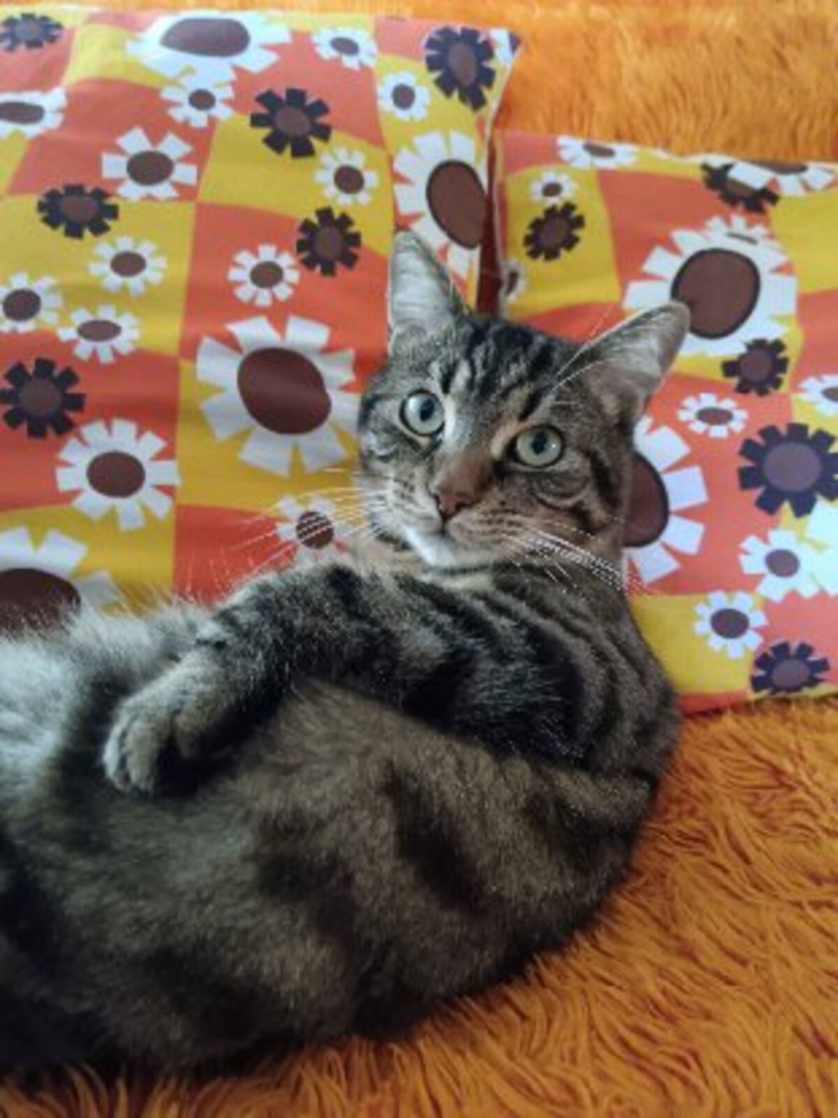 Adoption Asmar