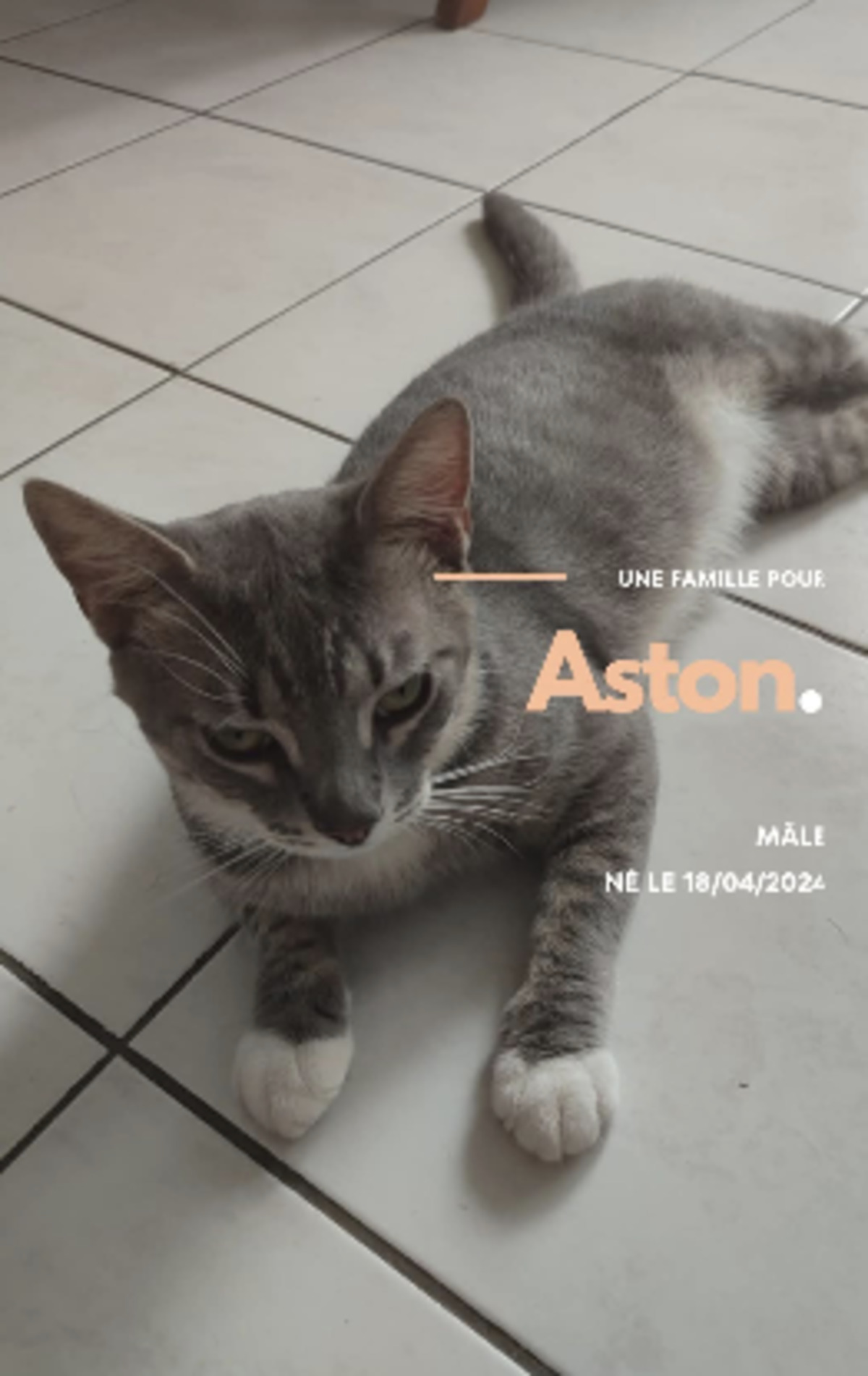 Adoption Aston