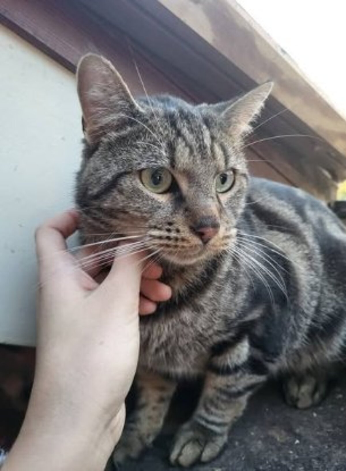 Adoption Astro