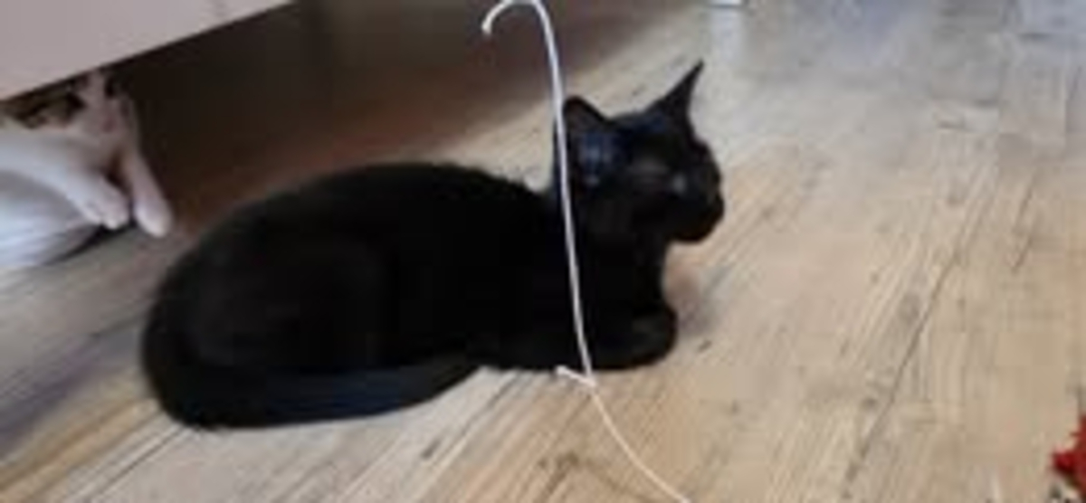 Adoption Astro