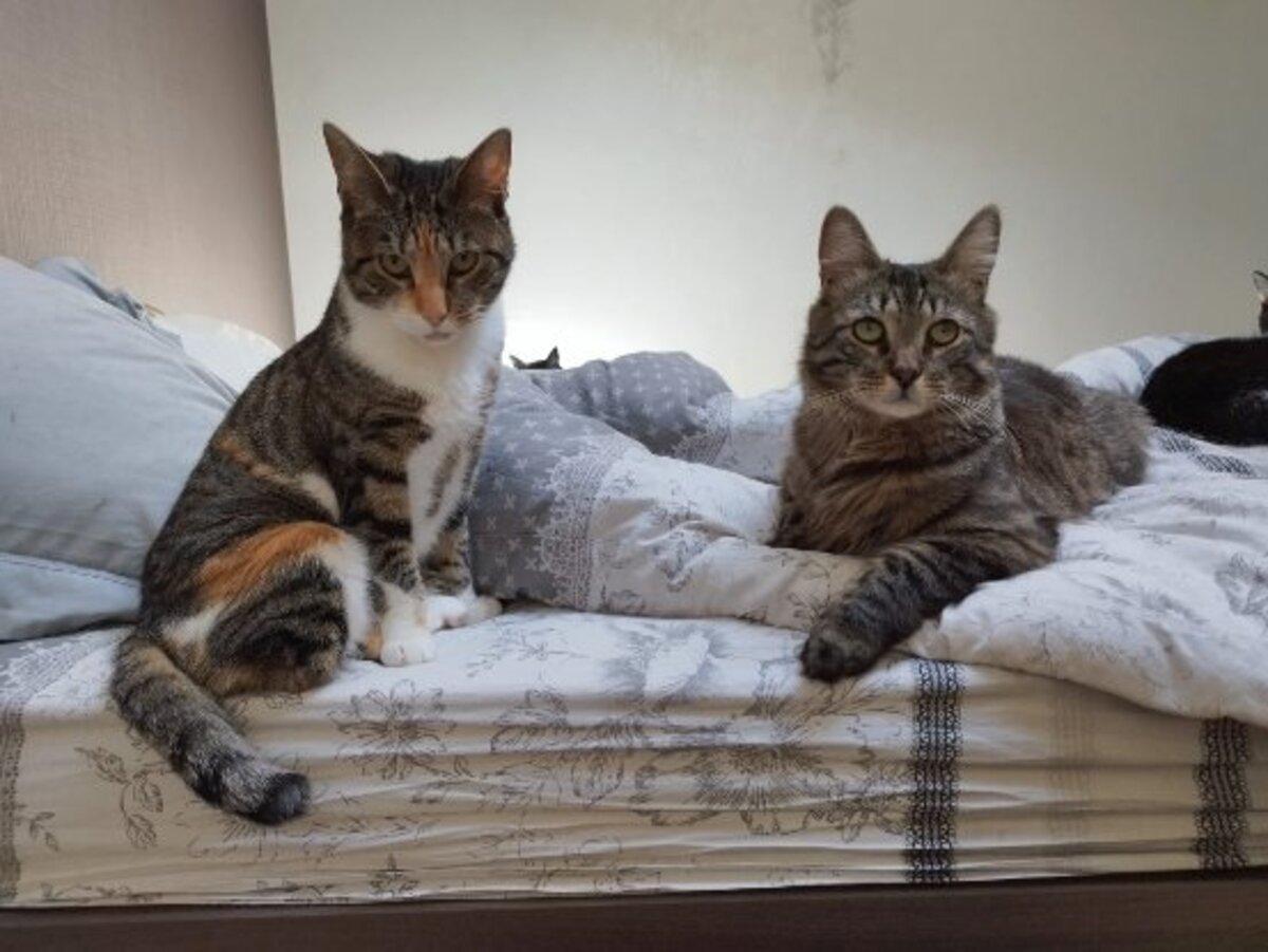 Adoption Asven & lyra